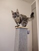Rozmruczana kotka Maine Coon rodowód FPL - 4