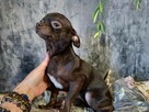 Śliczny piesek Chihuahua gorzka czekolada.Rodowód4pokolenia - 4