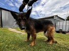 Koka - w typie Długowłosy owczarek niemiecki; wesoła - 13
