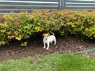 Suczka Jack Russell Terrier - 6
