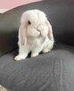 Mini Lop Wykastrowany Legalna Hodowla - 5