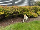 Suczka Jack Russell Terrier - 8