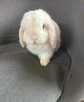 Mini Lop Wykastrowany Legalna Hodowla - 2