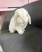 Mini Lop Wykastrowany Legalna Hodowla - 4