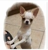 Chihuahua, Cziłała śliczny odchowany biały piesek - 2