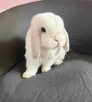 Mini Lop Wykastrowany Legalna Hodowla - 3