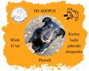 Kocha dzieci i aportowanie - 11 letni Pharell do adopcji!!