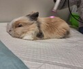 Rehabilitacja psów i kotów Żywiec Fizjoterapia zwierząt - 5