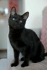 Niedowidzący SŁAWOSZ szuka domu czarny kot kotek do adopcji - 6