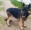 Owczarek Niemiecki roczna suczka - 2
