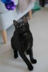 Niedowidzący SŁAWOSZ szuka domu czarny kot kotek do adopcji - 4