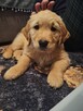 Linia amerykańska Golden Retriever ZŁOTY-Rudy/Dna ZKPL - 12