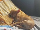 Sprzedam pieska Chihuahua - 2
