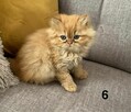 Rudo-biszkoptowa kotka perska - 2