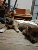 Shiba inu szczeniaczki FCI - 2