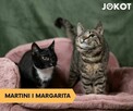 Małe kotki bez oczka do adopcji - Margarita i Martini
