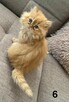 Rudo-biszkoptowa kotka perska - 6