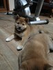 Shiba inu szczeniaczki FCI - 5