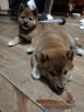 Shiba inu szczeniaczki FCI - 4