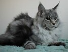 Puszysta kotka maine coon - 3