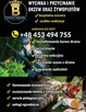 Wycinka i pielęgnacja drzew oraz krzewów