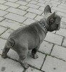 Buldog francuski BLUE niebieski szczeniak suczka pies piesek - 4