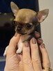 Miniaturka Chihuahua CUDO !!!