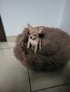 Sprzedam chihuahua - 3