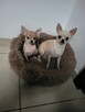 Sprzedam chihuahua - 4
