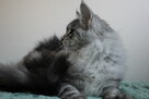 Puszysta kotka maine coon - 2