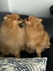 sprzedam sunia pomeranian FCI - 3