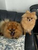 sprzedam sunia pomeranian FCI - 4