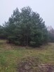 Działki budowlane w Kaliszu Pomorskim - 5