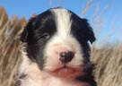 Rasowa suczka BORDER COLLIE z Hodowli - pełną dok. - 5