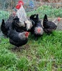 jajka lęgowe rasy leghorn, zielononóżka, marans - i inne - 6