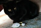 Szukamy domu tymczasowego dla czarnej kotki