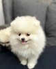 Najwyższej jakości zarejestrowany pomeranian - 2