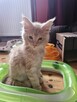Kocięta Maine Coon - 4