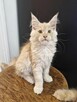 Kocięta Maine Coon - 5