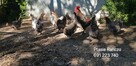 jajka lęgowe rasy leghorn, zielononóżka, marans - i inne - 7