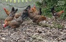 jajka lęgowe rasy leghorn, zielononóżka, marans - i inne - 5