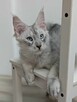 Kenai - przystojny kocurek Maine Coon - 2