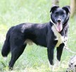 MORAJ - delikatny, wrażliwy psiak szuka najlepszego domu - 2