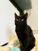 6 miesięczny kociak Gizmo szuka domu - 6