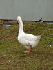 Kury sprzedam - 6
