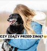 Nieduży Patyk, wesoły, pełen energii psiak! - 2