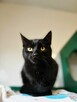6 miesięczny kociak Gizmo szuka domu - 2