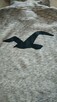 Bluza Hollister Abercrombie S Oryginal! - 6