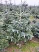 Choinki Jodła Kaukaska 180–300 cm– Hurt- z własnej plantacji - 10