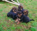 Owczarki niemieckie- szczenięta - 4